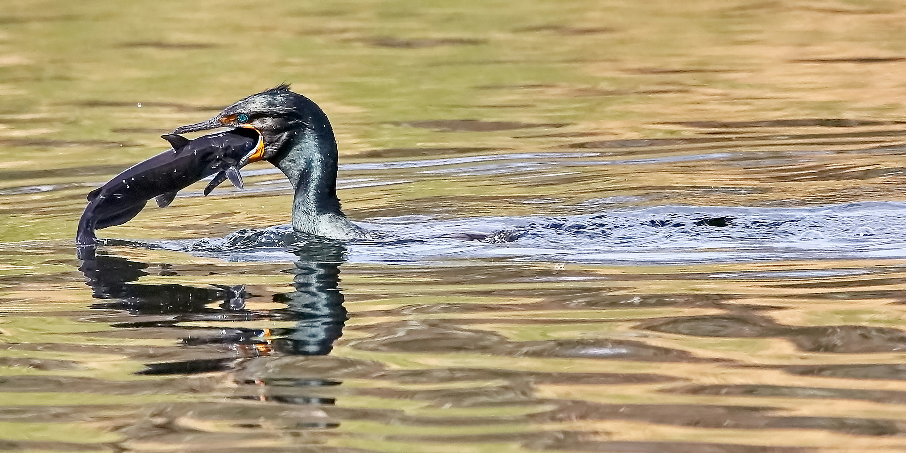 black bird eating fish